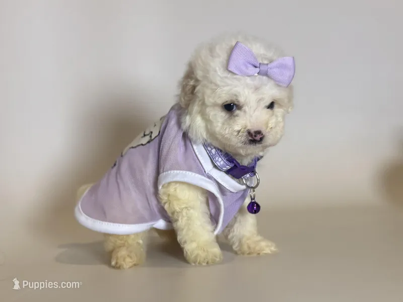 XXS Malti-Poo Baby  – Maltipoo, Maltese puppy for sale in Garden Grove, CA