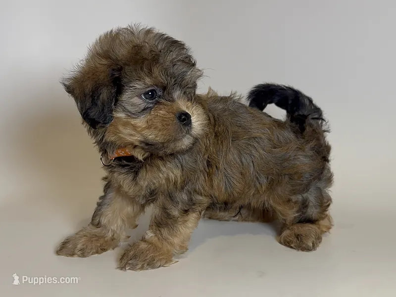XS Male Yorkipoo  – Yorkipoo, Mal Shi puppy for sale in Garden Grove, CA