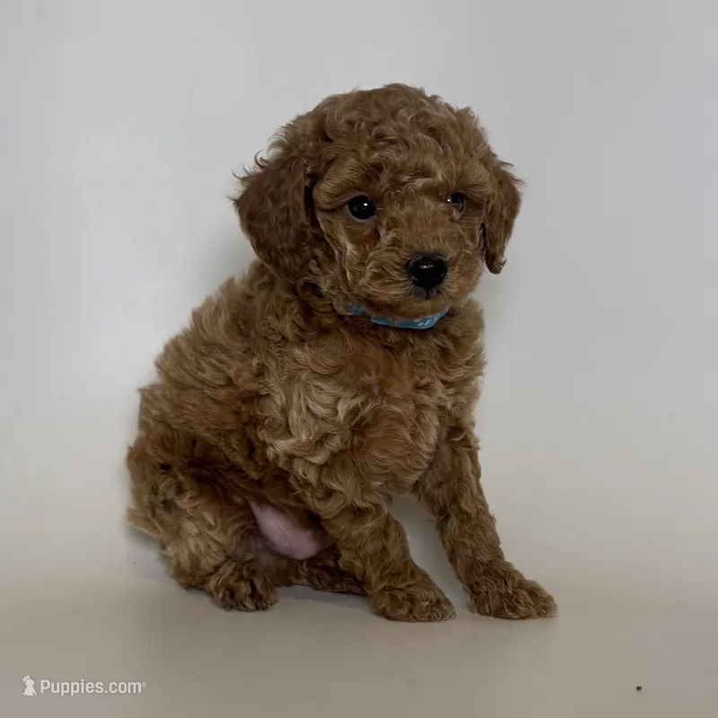 Apricot Poodle 🐩 ❤️ – Poodle - Toy , Poodle - Miniature  puppy for sale in Garden Grove, CA