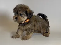 Tiny XS Puppy 🐶 , a male Yorkipoo and Mal Shi for sale in Garden Grove, CA – 2 of 2