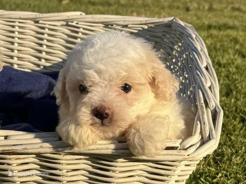 MALTIPOO 🤍 – Maltipoo, Maltese puppy for sale in Garden Grove, CA