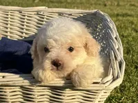 MALTIPOO 🤍, a male Maltipoo and Maltese for sale in Garden Grove, CA – 1 of 1