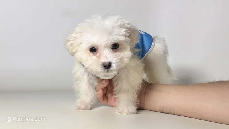 Male Maltipoo 💙 – Maltipoo, Maltese puppy for sale in Garden Grove, CA