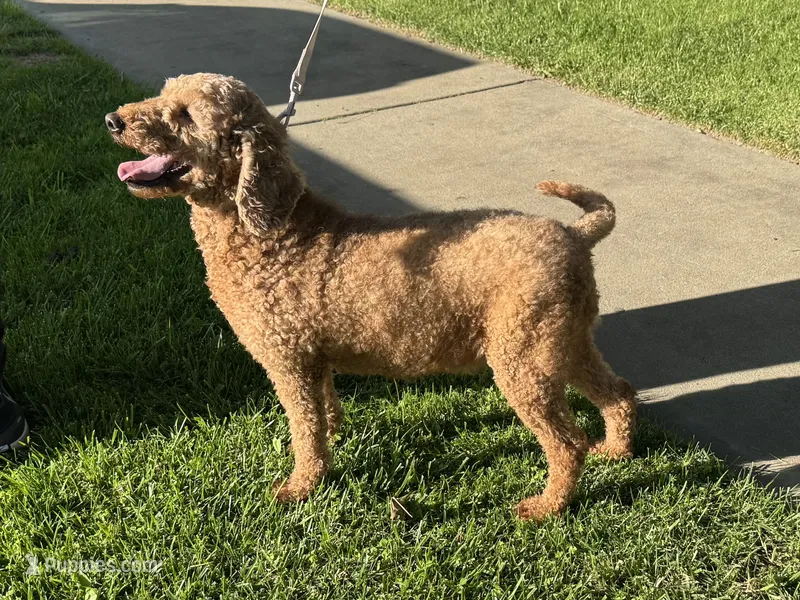 ADOPTABLE 🐶 – Goldendoodle, Miniature Goldendoodle puppy for sale in Garden Grove, CA