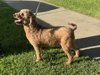 ADOPTABLE 🐶, a female Goldendoodle and Miniature Goldendoodle for sale in Garden Grove, CA – 1 of 1