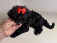 Cute Maltipoo TCUP Pup 🐶 , a female Maltipoo and Shihpoo for sale in Garden Grove, CA – 1 of 2