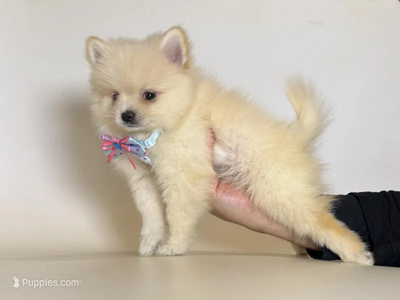 Tiny Pomeranian ❤️ – Pomeranian puppy for sale in Garden Grove, CA