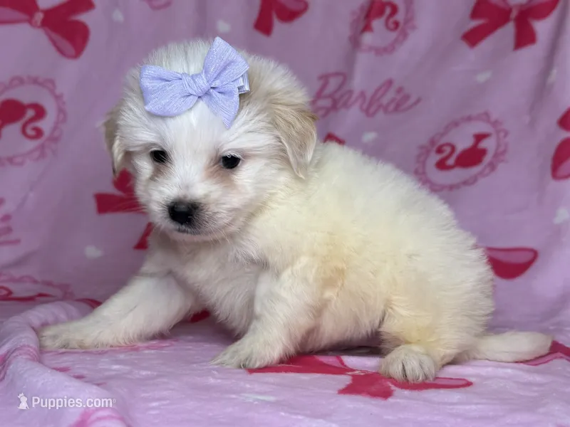 Malti-Poo TCUP Puppy – Maltipoo, Poodle - Toy  puppy for sale in Garden Grove, CA