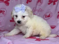 Malti-Poo TCUP Puppy, a female Maltipoo and Poodle - Toy  for sale in Garden Grove, CA – 1 of 1