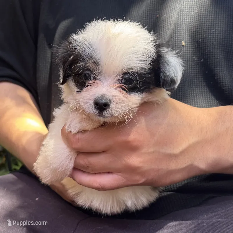 PANDA – Maltipoo, Shihpoo puppy for sale in Garden Grove, CA
