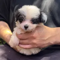 PANDA, a male Maltipoo and Shihpoo for sale in Garden Grove, CA – 1 of 1