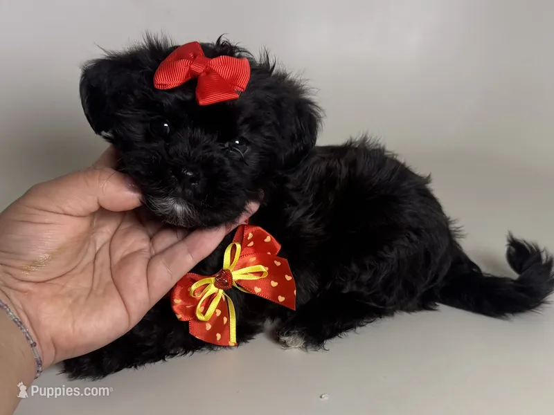 Maltipoo Mix  – Maltipoo, Shihpoo puppy for sale in Garden Grove, CA