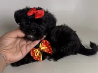 Maltipoo Mix , a female Maltipoo and Shihpoo for sale in Garden Grove, CA – 1 of 1