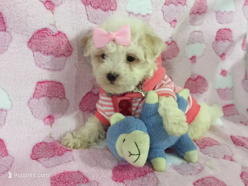 💗 Maltipoo Baby 💖