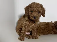 Teddy Bear Poodle 🧸 , a male Poodle - Toy  and Poodle - Miniature  for sale in Garden Grove, CA – 1 of 1