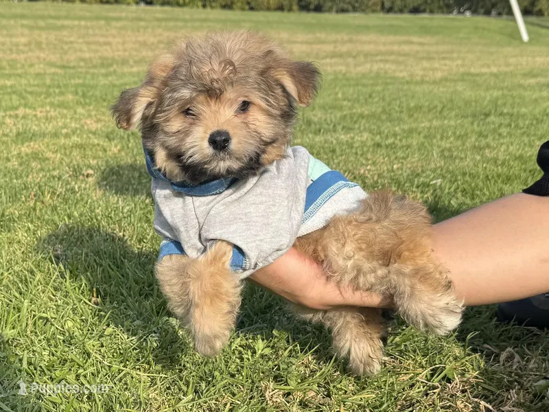 Shihpoo 💙, a male Maltipoo and Shihpoo for sale in Garden Grove, CA – Photo 1 of 1
