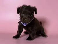TEACUP Chiweeine, a female Maltipoo and Chiweenie for sale in Garden Grove, CA – 1 of 1
