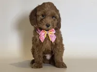 MICRO MINI Doodle 🐶🐾, a female Goldendoodle and Miniature Goldendoodle for sale in Garden Grove, CA – 1 of 1