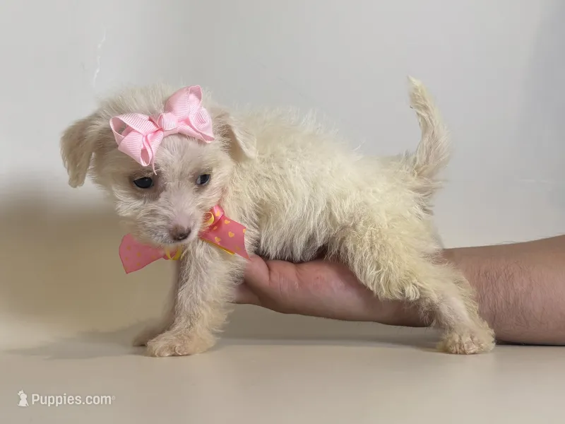 Female Maltipoo – Maltipoo, Poodle - Toy  puppy for sale in Garden Grove, CA