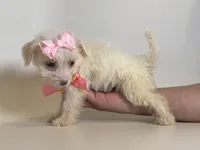 Female Maltipoo, a female Maltipoo and Poodle - Toy  for sale in Garden Grove, CA – 1 of 2