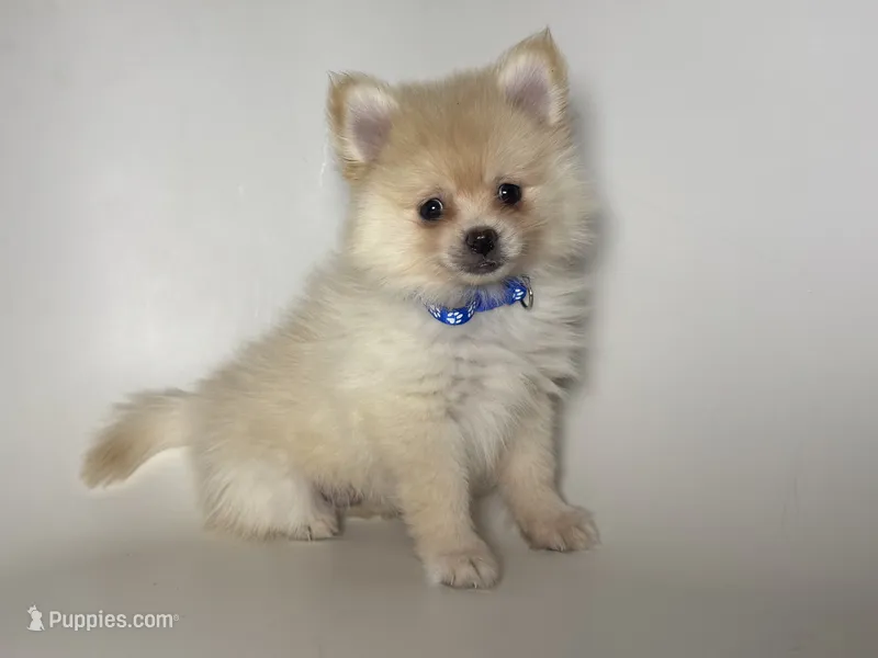 Teddy Face Pomeranian ❤️ – Pomeranian puppy for sale in Garden Grove, CA