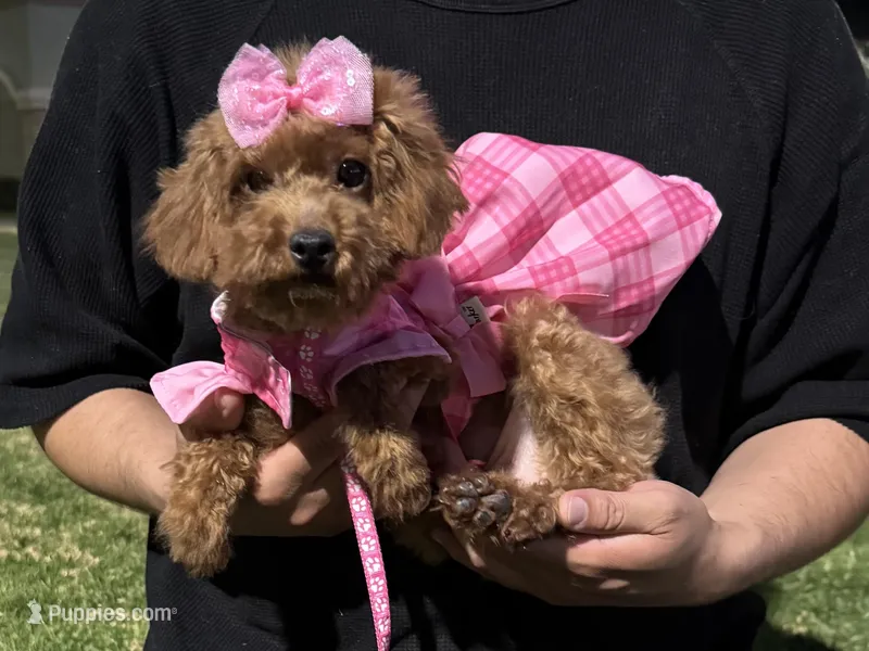 Poodle Puppy 🐶 🐩 – Poodle - Toy , Poodle - Miniature  puppy for sale in Garden Grove, CA