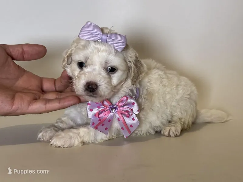 Malti-Poo Baby Girl 💗🐶 – Maltipoo, Maltese puppy for sale in Garden Grove, CA