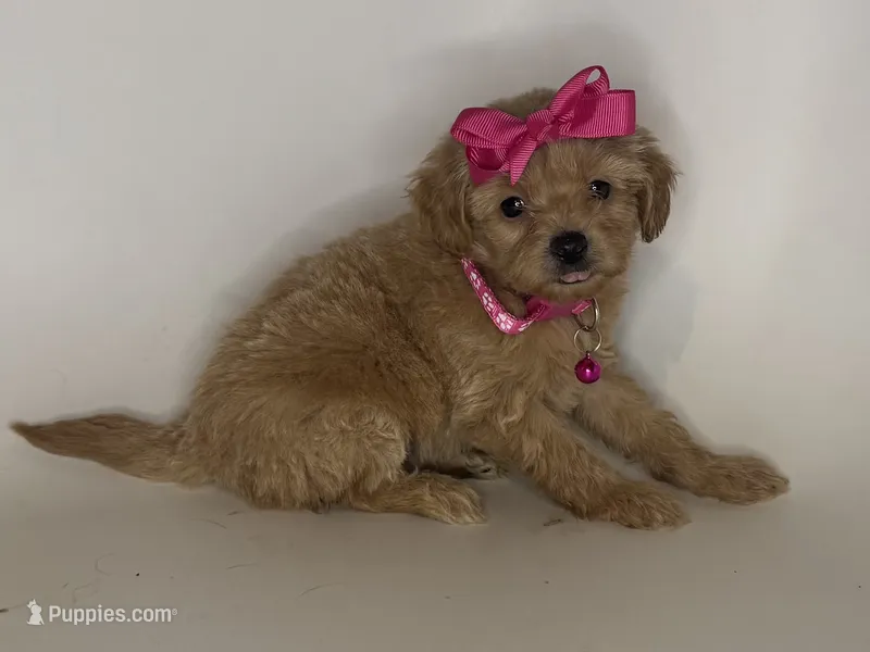 APRICOT Maltipoo 💕