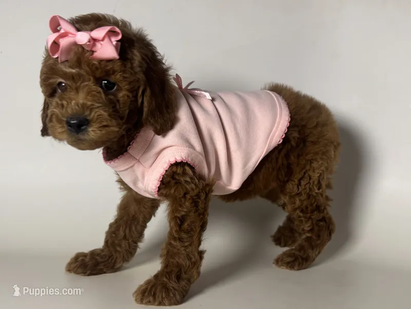 Female Red Toy Poodle  – Poodle - Toy , Poodle - Miniature  puppy for sale in Garden Grove, CA