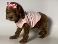 Female Red Toy Poodle , a female Poodle - Toy  and Poodle - Miniature  for sale in Garden Grove, CA – 1 of 2