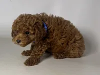 DISCOUNTED Poodle Pup 🐶 , a male Poodle - Toy  and Poodle - Miniature  for sale in Garden Grove, CA – 1 of 1