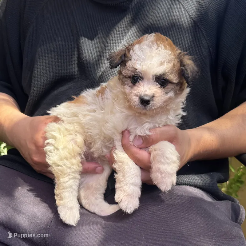 Malti-Poo – Maltipoo, Shihpoo puppy for sale in Garden Grove, CA