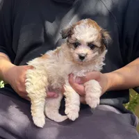Malti-Poo, a male Maltipoo and Shihpoo for sale in Garden Grove, CA – 1 of 1