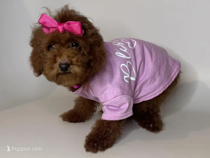 BELLA, a female Poodle - Toy  and Poodle - Miniature  for sale in Garden Grove, CA – Photo 1 of 1