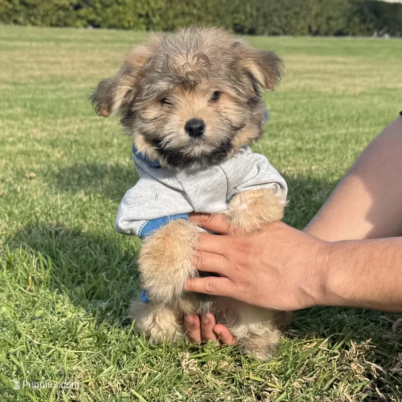 Malti-Poo Male Pup , a male Maltipoo and Shihpoo for sale in Garden Grove, CA – Photo 1 of 1