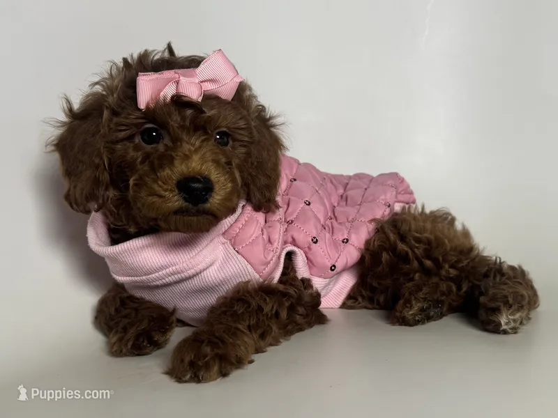 Beautiful RED Poodle 😱❤️🐶, a female Poodle - Toy  and Poodle - Miniature  for sale in Garden Grove, CA – 1 of 2
