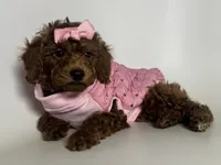 Beautiful RED Poodle 😱❤️🐶, a female Poodle - Toy  and Poodle - Miniature  for sale in Garden Grove, CA – 1 of 2