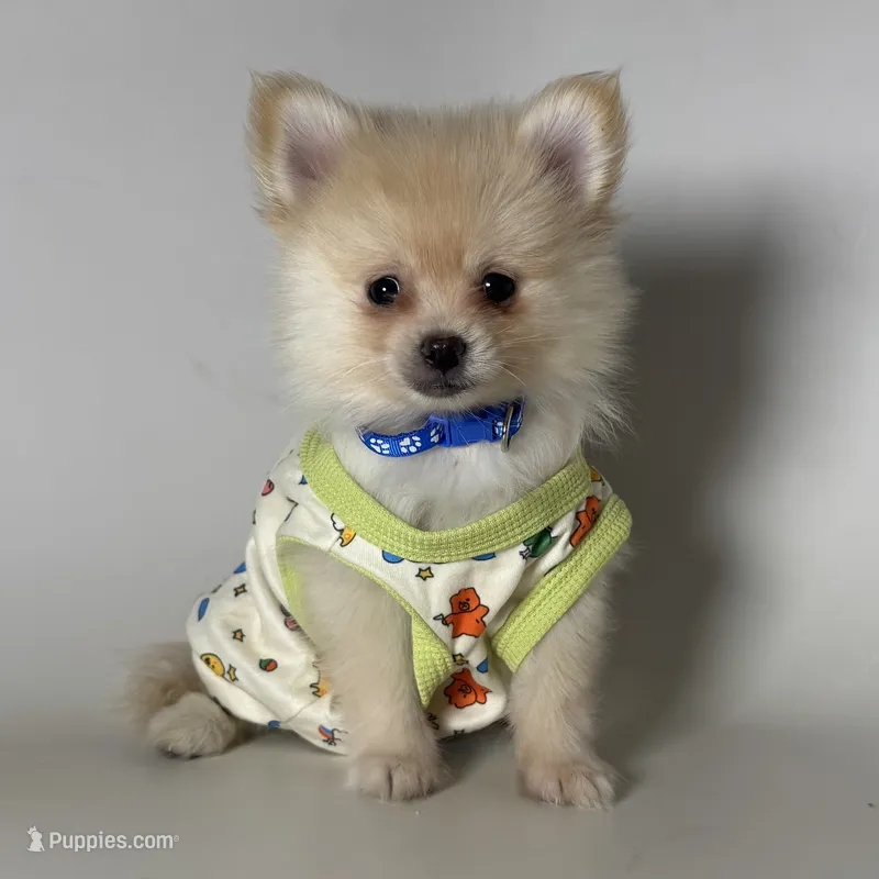 Male Pomeranian  – Pomeranian puppy for sale in Garden Grove, CA