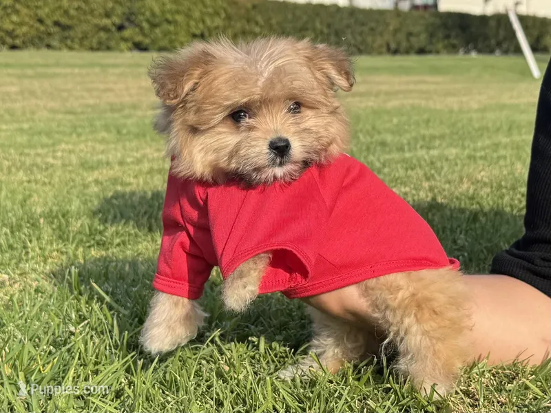 Brown Maltipoo Mix , a male Maltipoo and Shihpoo for sale in Garden Grove, CA – Photo 1 of 1