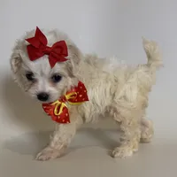Female TCUP Maltipoo 😱💘, a female Maltipoo and Poodle - Toy  for sale in Garden Grove, CA – 2 of 2