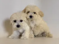 Beautiful Maltipoo, a male Maltipoo and Poodle - Toy  for sale in Garden Grove, CA – 2 of 2