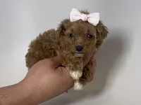 TCUP Red Poodle, a female Poodle - Toy  for sale in Garden Grove, CA – 1 of 1
