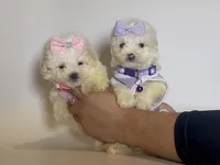 T-CUP Maltipoo 💜, a female Maltipoo and Maltese for sale in Garden Grove, CA – Photo 2 of 2