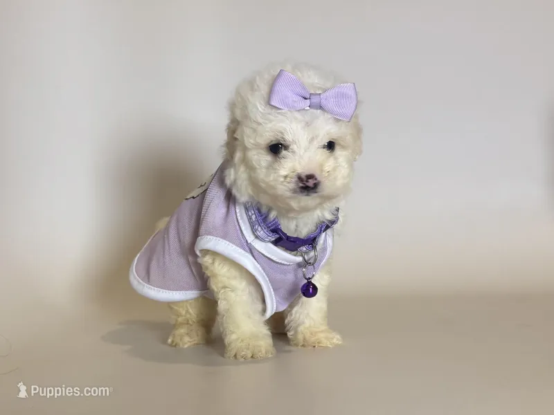 T-CUP Maltipoo 💜 – Maltipoo, Maltese puppy for sale in Garden Grove, CA