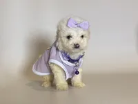 T-CUP Maltipoo 💜, a female Maltipoo and Maltese for sale in Garden Grove, CA – Photo 1 of 2