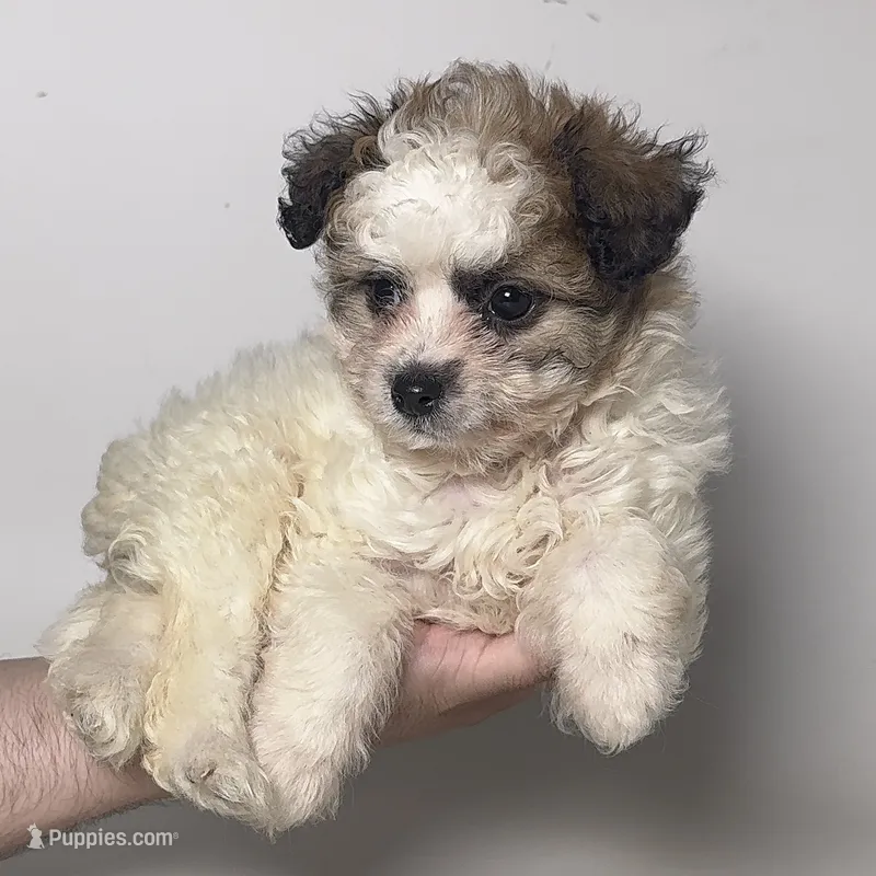 Brown/White Maltipoo  – Maltipoo, Shihpoo puppy for sale in Garden Grove, CA