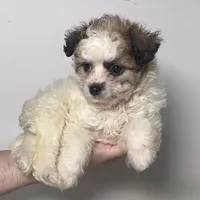 Brown/White Maltipoo , a male Maltipoo and Shihpoo for sale in Garden Grove, CA – 1 of 1