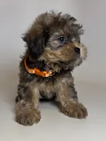 💕Brown Puppy ❤️💘, a male Yorkipoo and Mal Shi for sale in Garden Grove, CA – 2 of 2