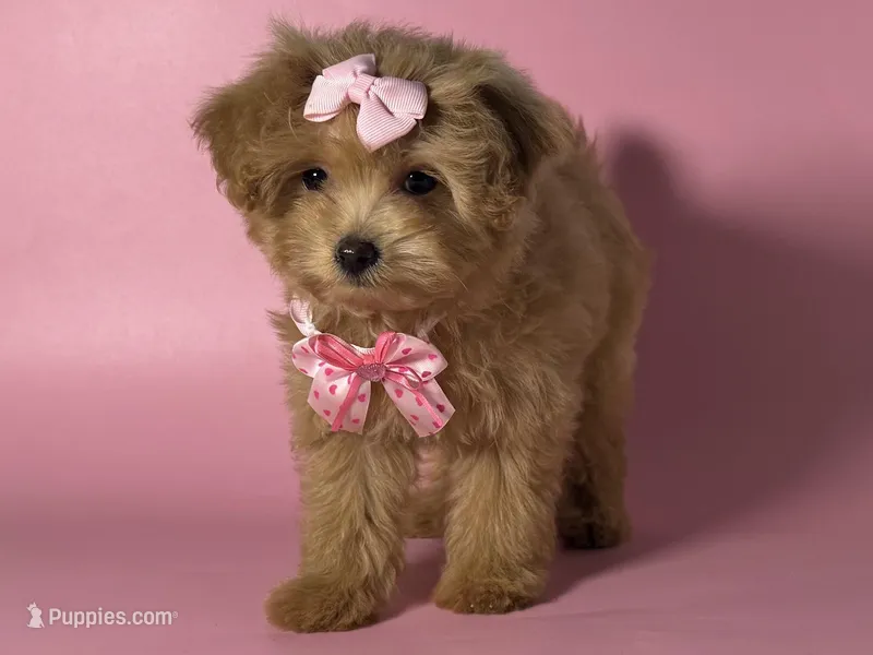 Perfect Malti-Poo 💗