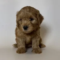 Apricot/Red Maltipoo , a male Maltipoo and Poodle - Toy  for sale in Garden Grove, CA – 2 of 2